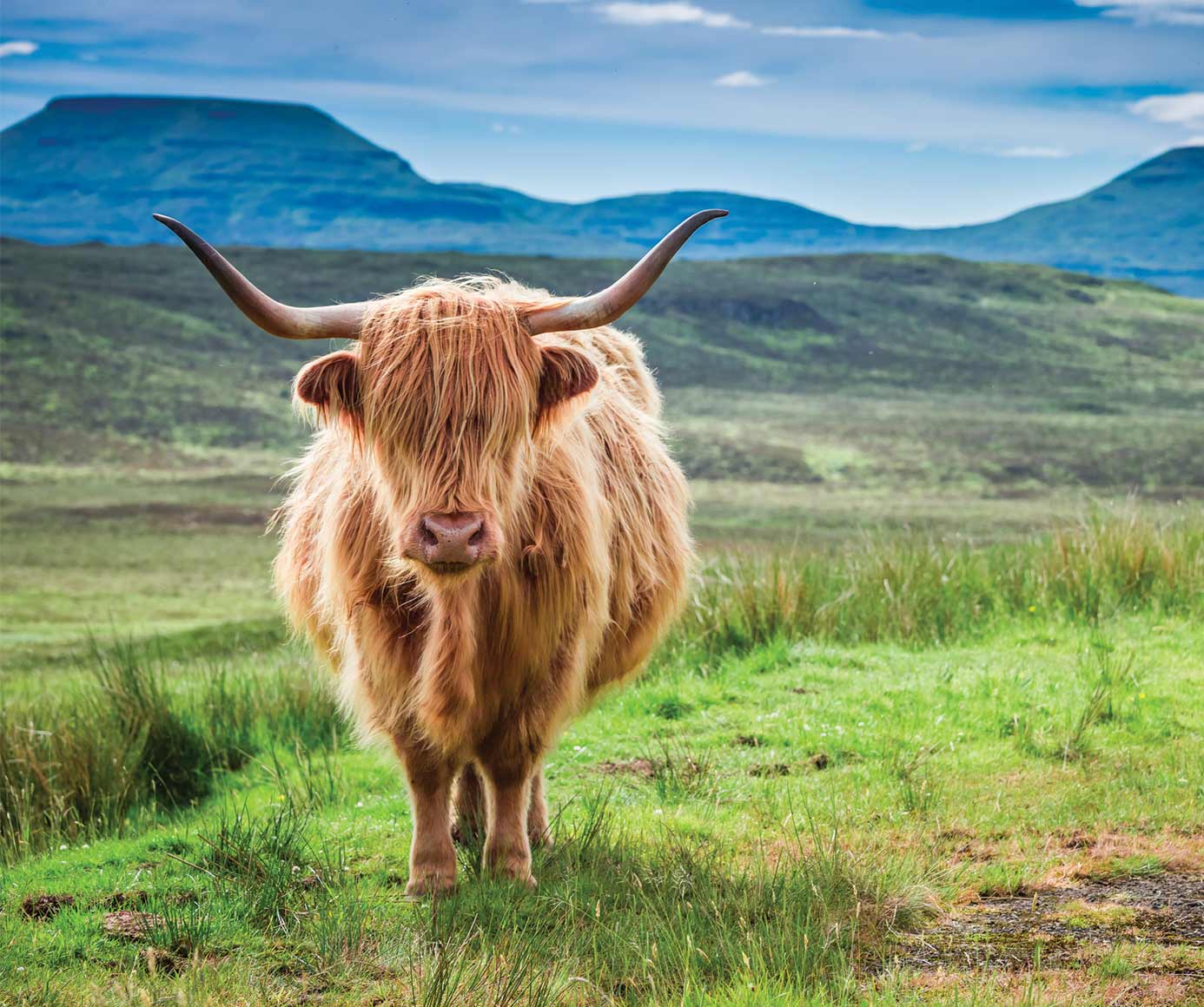 Benny's Bistro uses highland steer beef