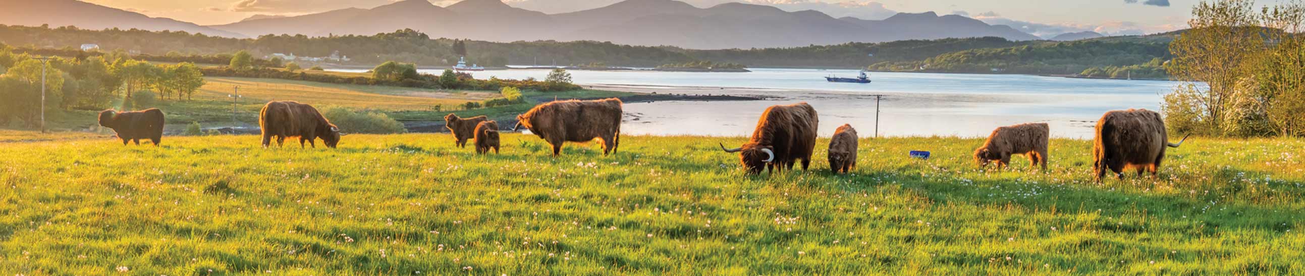 Benny's Bistro uses highland steer beef